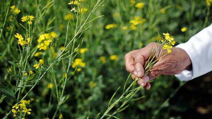 Farmers call for national consultations on GM crops policy