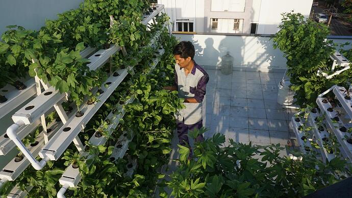The role of solar energy in vertical farming: Empowering urban agriculture