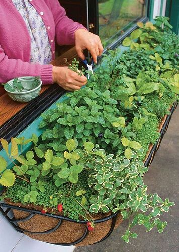 Planting a Wire Scroll Window Box so That It Withstands the Elements