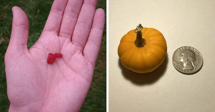 79 Hilarious Pics Of People Trying To Grow Their Own Food And Failing (New Pics)