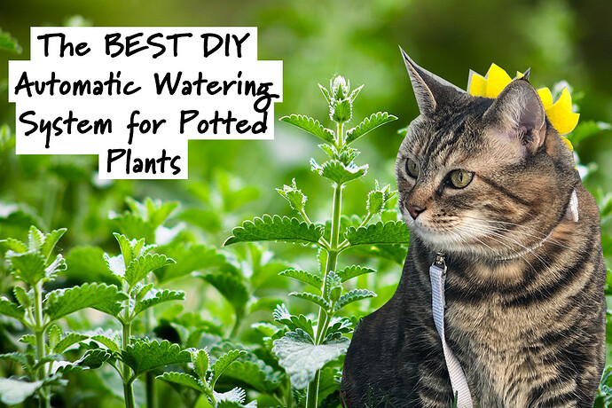 Select Sundays With Tabs the Cat, Makeup and Beauty Blog Mascot, Vol. 821