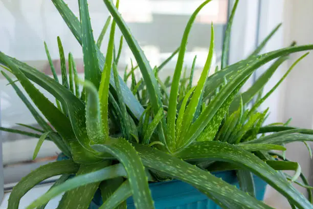 aloe-vera-plant